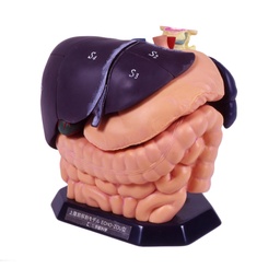 Internal Organ Anatomical Model ECHO-ZOU